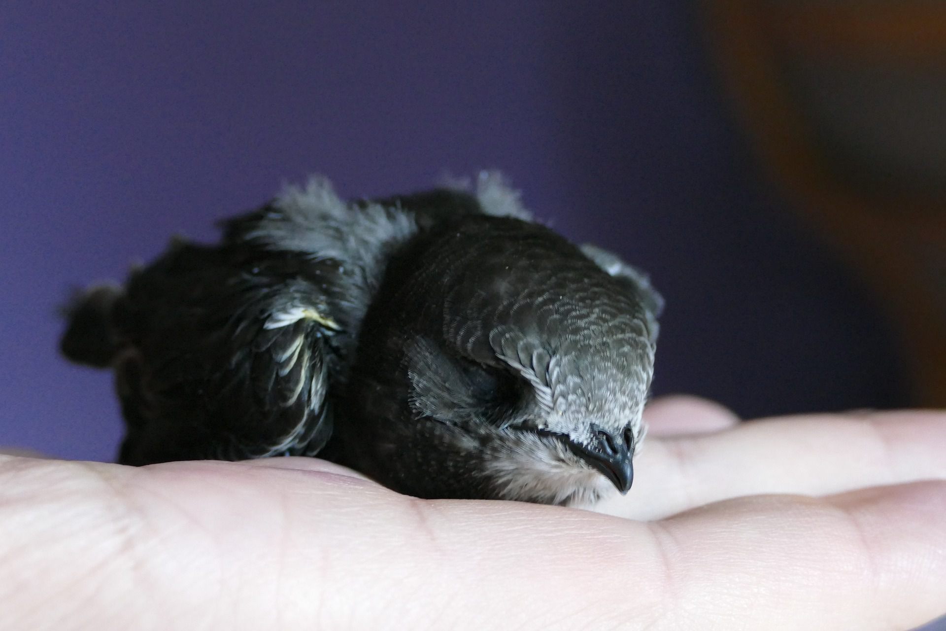 Mauersegler auf Hand